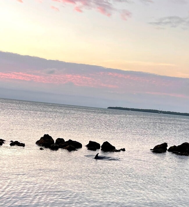 A mother dolphin and calf swimming by the home one morning. - 159 Dubonnet Rd