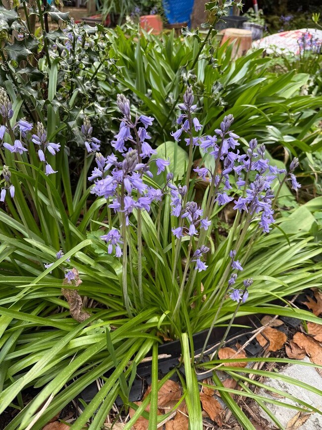 Building Photo - The Perfect Restored University Heights Home -available for rent now!