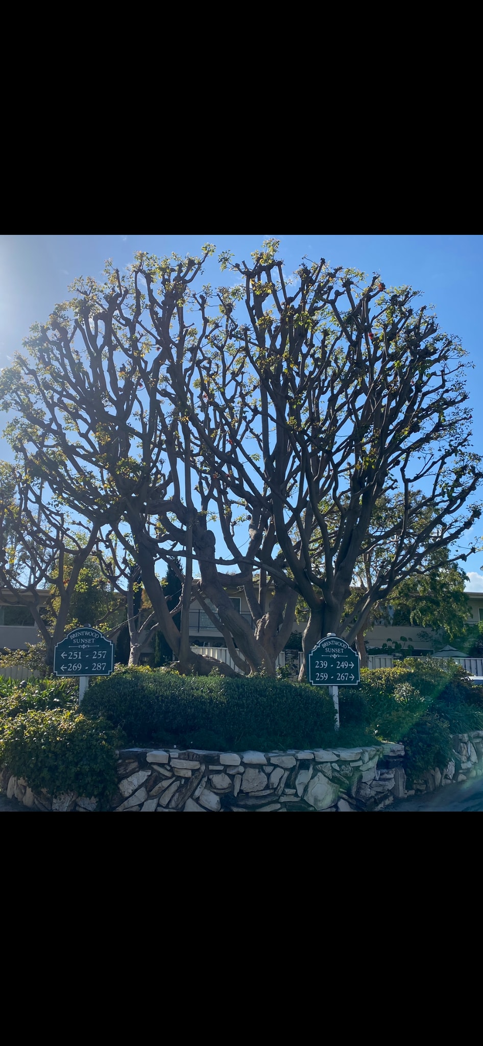 Coral tree - 241 S Barrington Ave