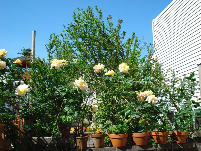 Back yard rose bush - 1518 S 13th St