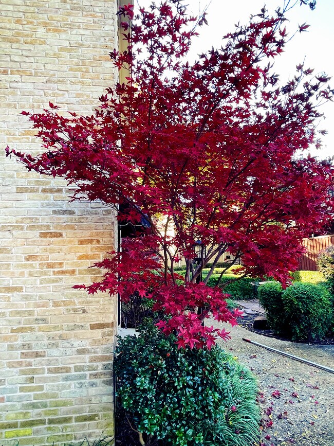 A lot of beautiful maples in the court yard. - 7718 Royal Ln