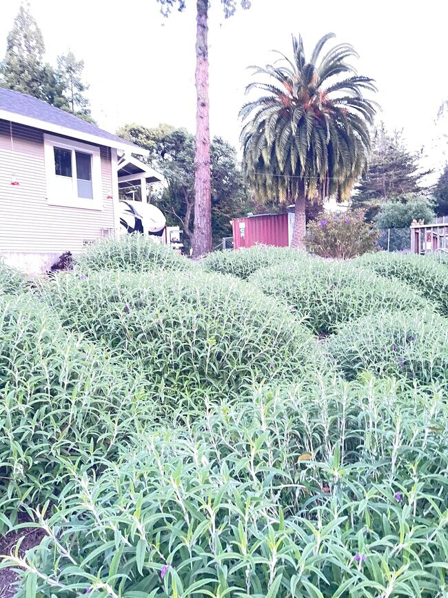 Building Photo - 9006 Soquel Dr