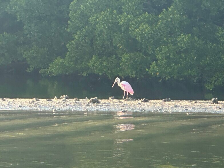 Rosette spoonbill, & other birds, in nature preserve - 1001 Arbor Lake Dr