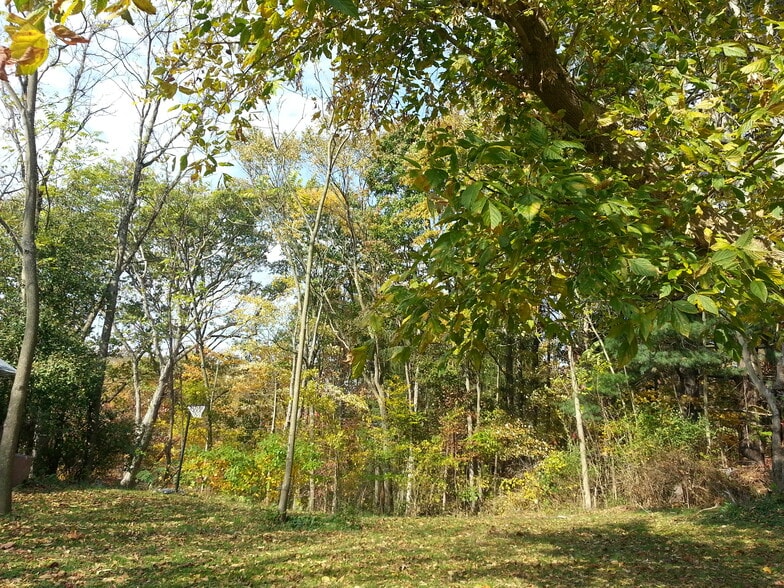 Back Yard - 732 Bakers Ridge Rd