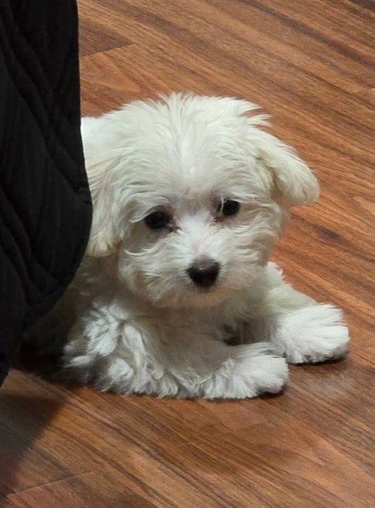 Small Maltese - 165 Winfield Ave