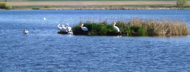 open space - 4815 Hahns Peak Dr