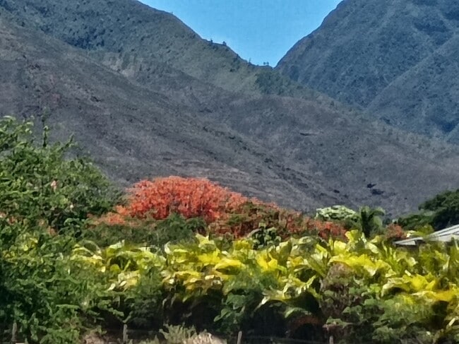 Building Photo - 257 Hokiokio Pl