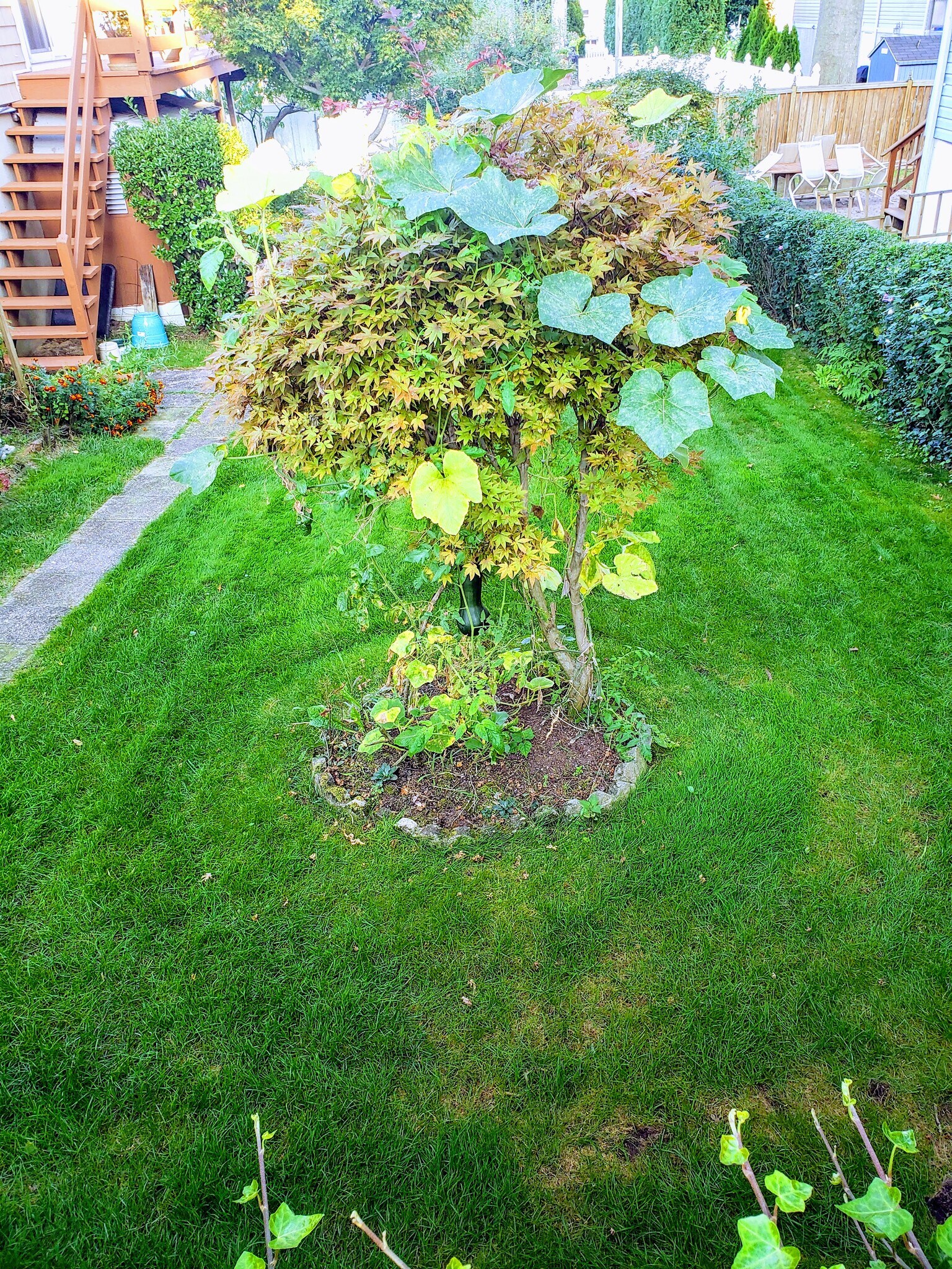 Lush Lawn - 109 Rockwell St