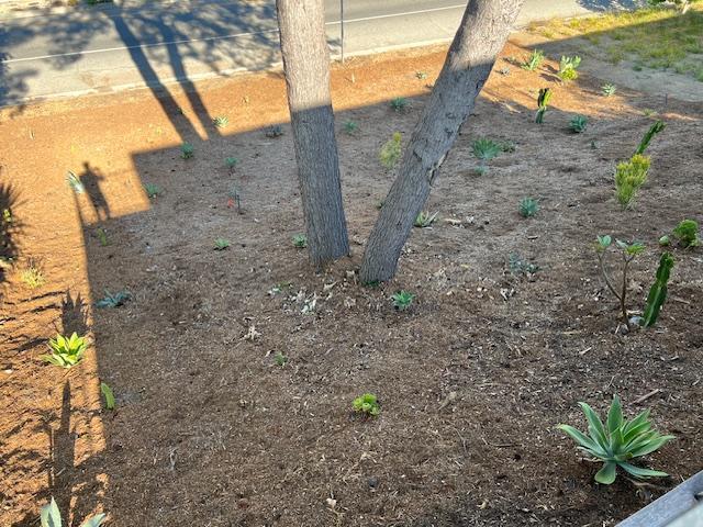 Water-friendly, native flora in back yard - 2812 Anchor Ave