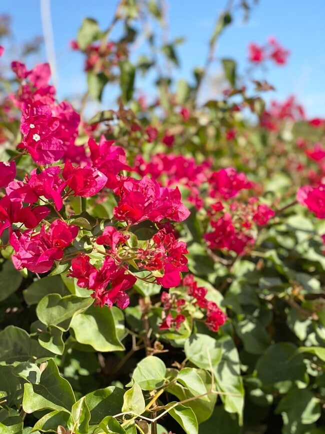 Building Photo - 1650-1650 W Los Angeles Ave