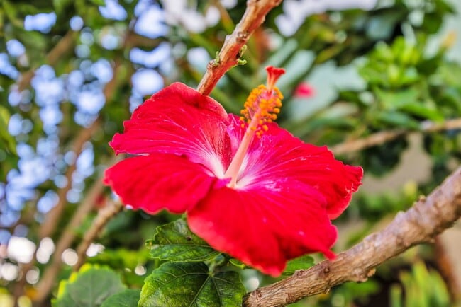 Building Photo - Charming 3BR Makawao Upstairs Home – Bright, Breezy & Move-In Ready