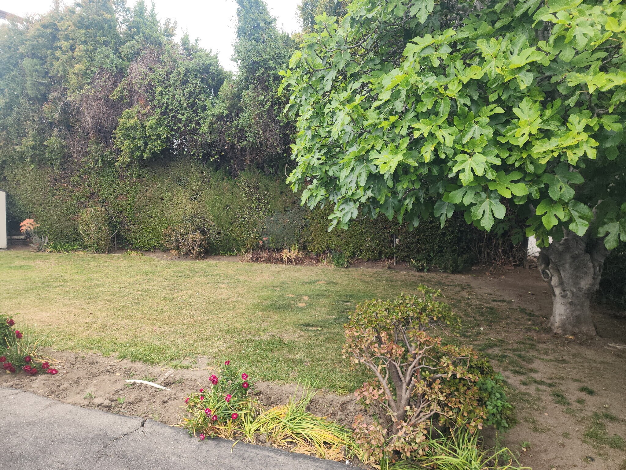 Rear garden/yard - 5618 Kester Ave