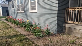 Tulips - 7765 Maywood St
