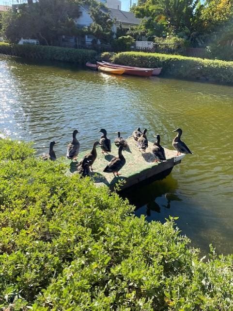 Walk to the Farmer's market, Erewhon, Abbot Kinney - 2707 Strongs Dr