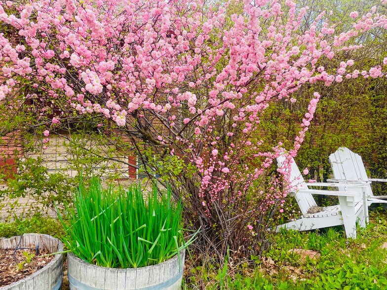 Beautiful flowering bushes throughout property - 483 Boulevard
