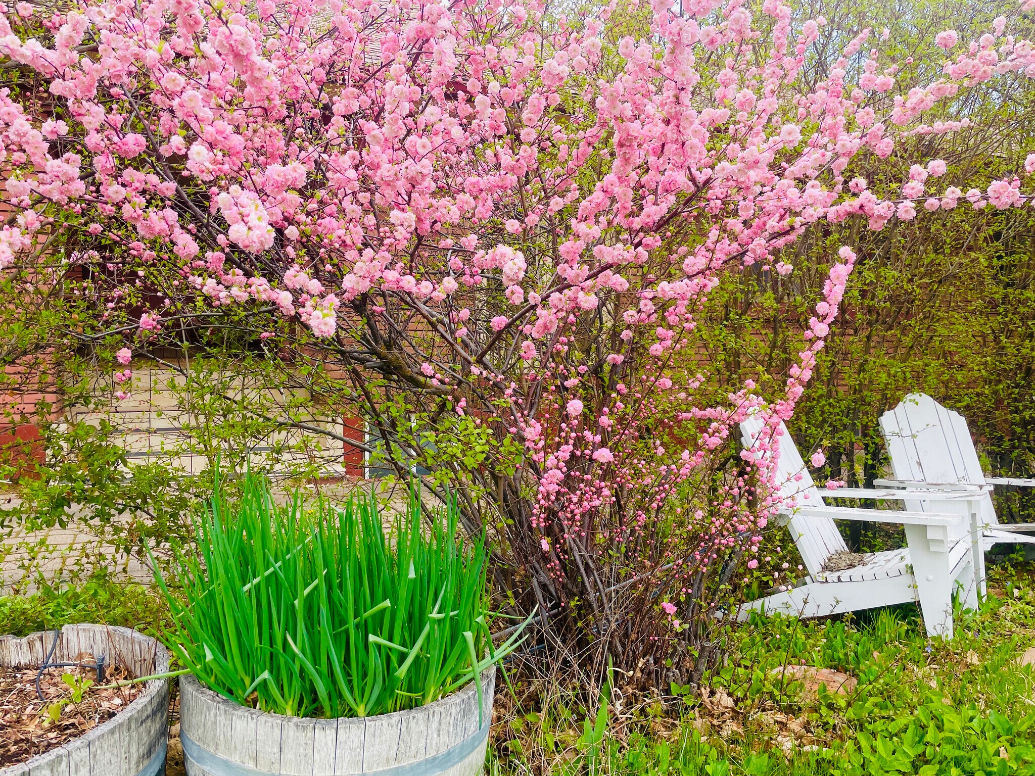 Beautiful flowering bushes throughout property - 483 Boulevard