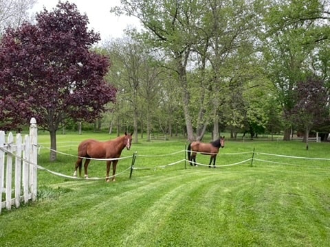 Back yard - 810 Orchard Park Rd