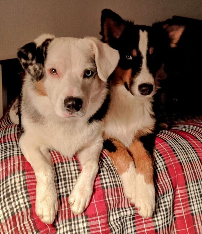 Doggies - 2010 Vista Alcedo