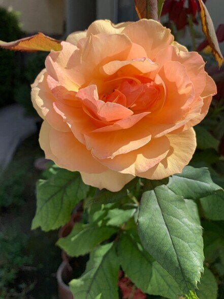 Building Photo - 8673 W Olympic Blvd