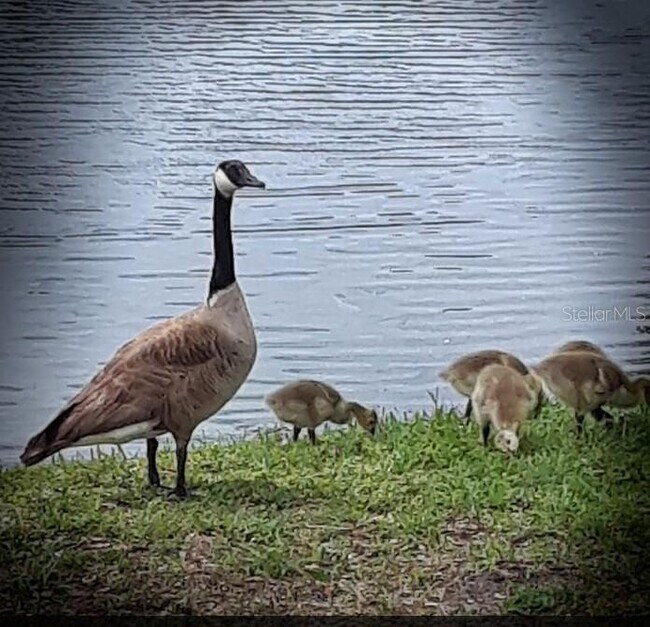 Building Photo - 591 Capistrano Ct