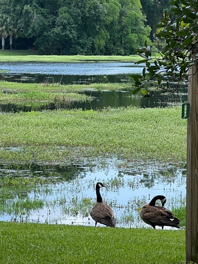 Building Photo - 3 bed/ 2 bath LAKE VIEW IN KILLEARN ESTATES!