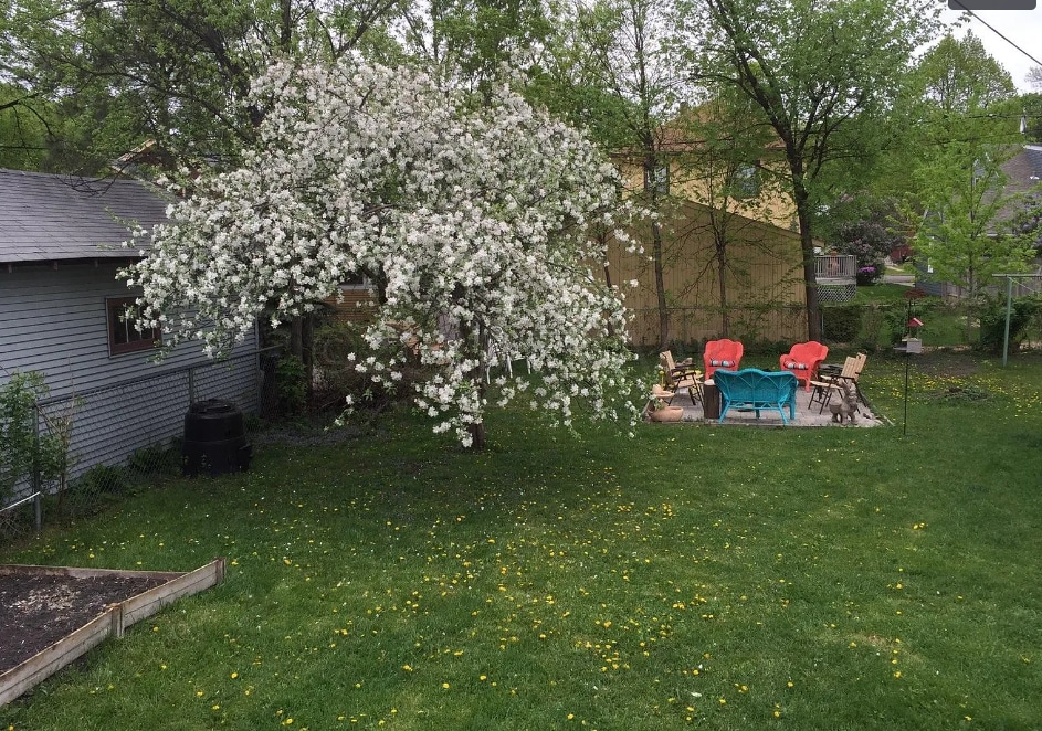 backyard - 1123 8th St N