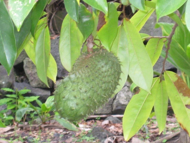 Building Photo - 87 Mamalahoa Hwy
