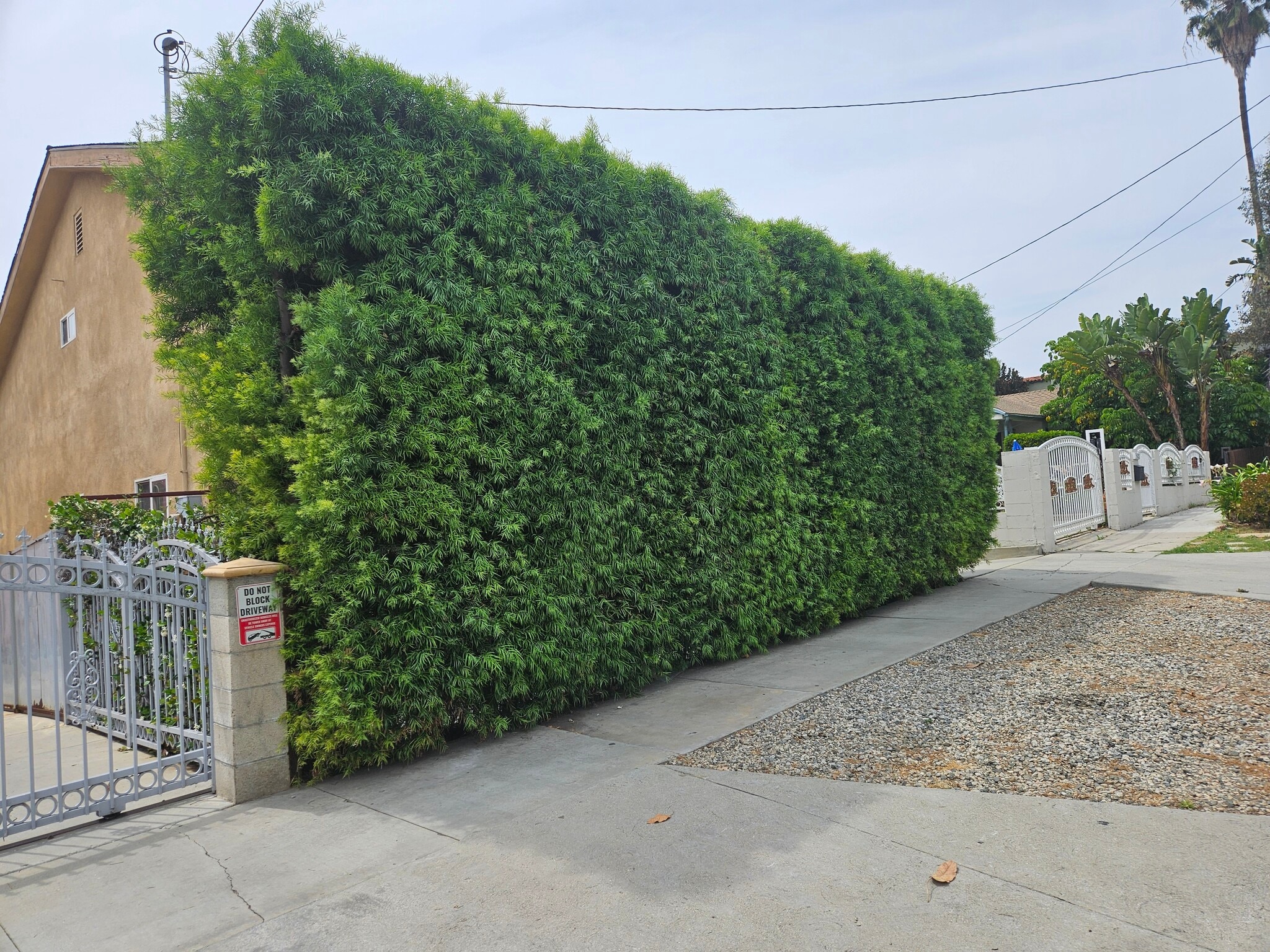 Current Privacy Hedge - 3424 Bellevue Ave