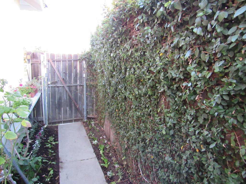 Entrance to Front Garden - 6078 W 18th St