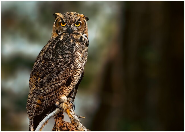 Baby owl born on the property - 575 N Canyon Creek Rd