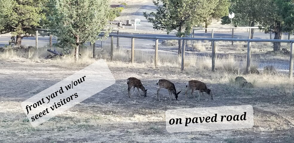 Wildlife visitors strolling through Front yard - 13400 SW Cinder Dr