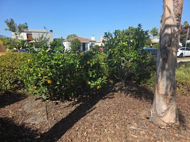 Front yard - 1748 Wellesley Ave
