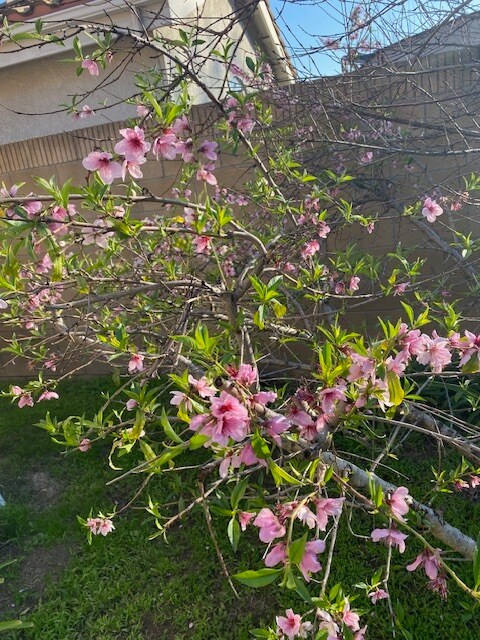 Back Yard 3 - 6257 Fallbrook Ave