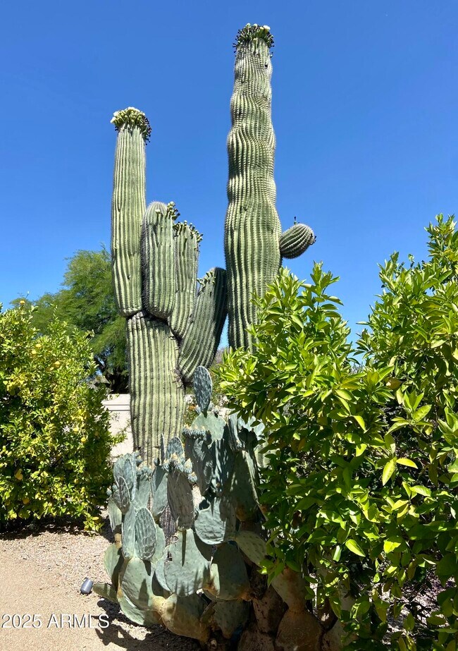 Building Photo - 6867 E Crimson Sky Trail