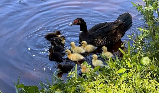 Building Photo - 237 N Hidden Tree Dr