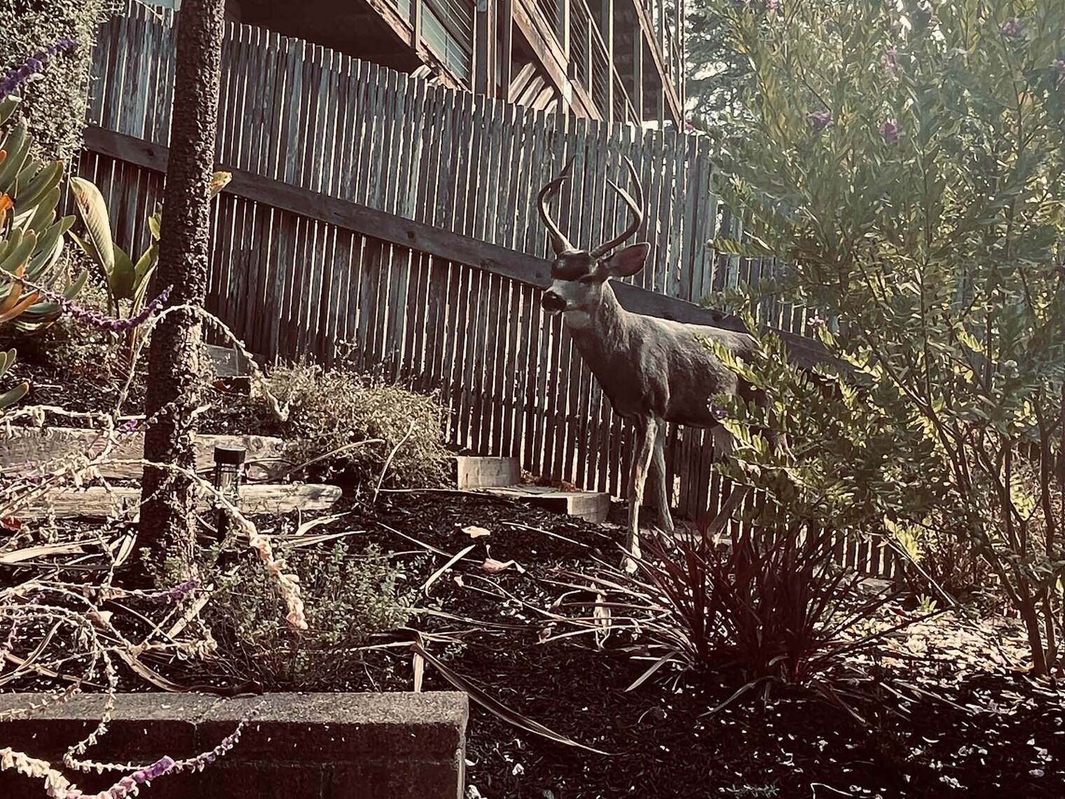 Building Photo - 1072 Keeler Ave