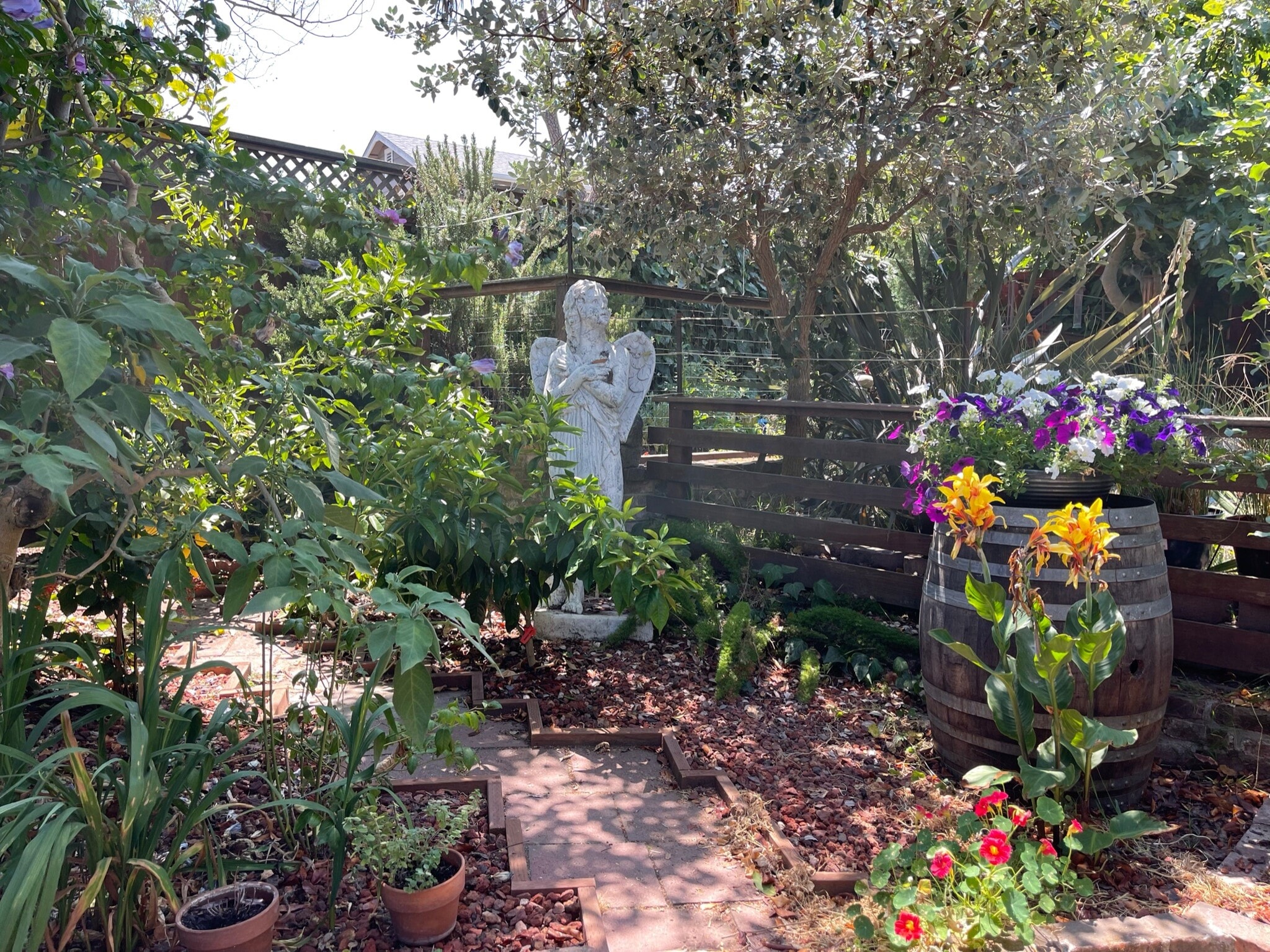 Small orchard fenced from owners yard area - 1524 Pacific Ave