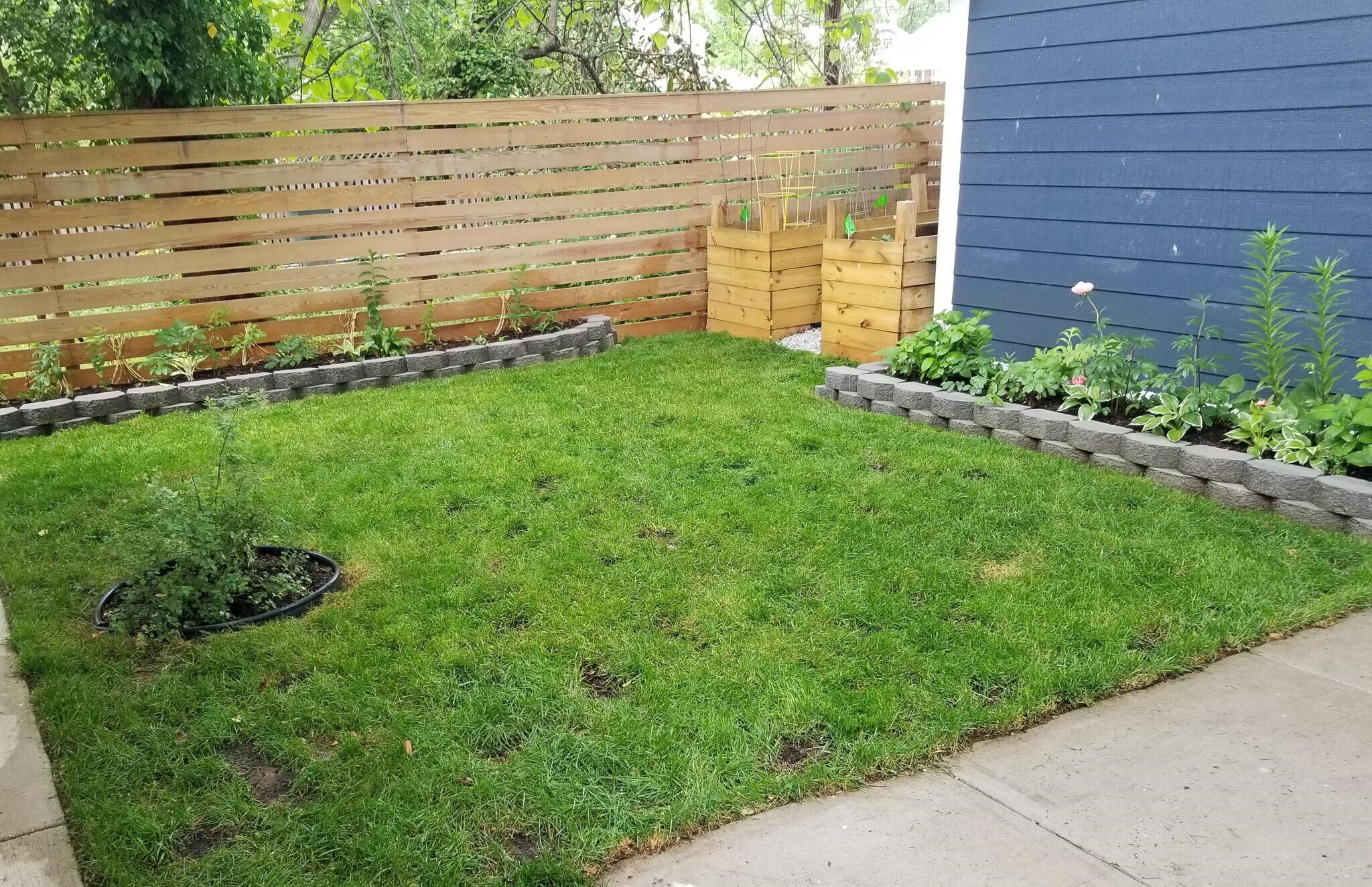 back garden - 3107 14th St NE