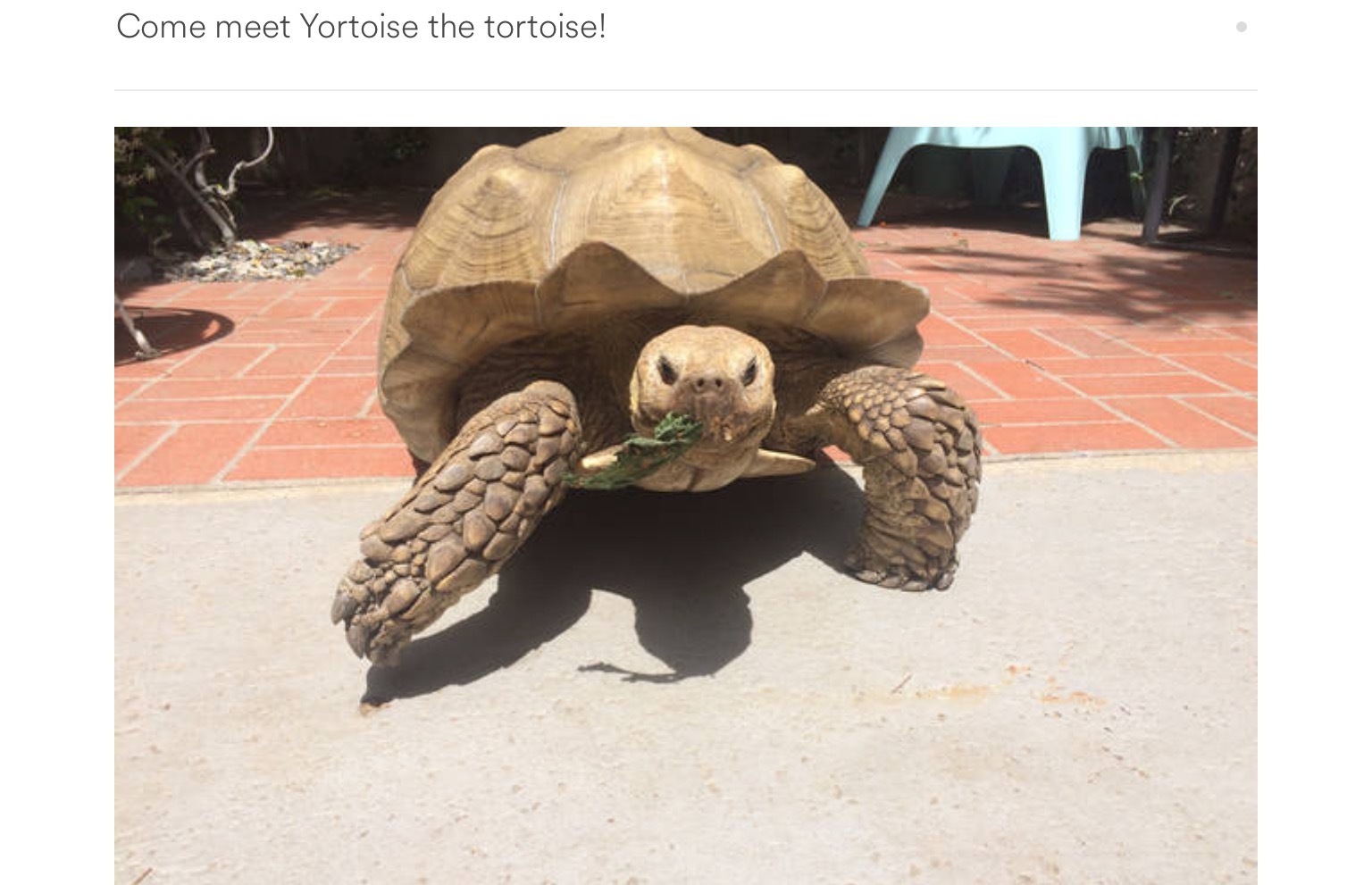 Yortoise, the tortoise says: "Carrots, please!" - 2528 Panorama Ter