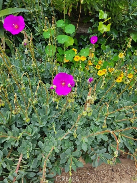 Building Photo - 925 Poli St