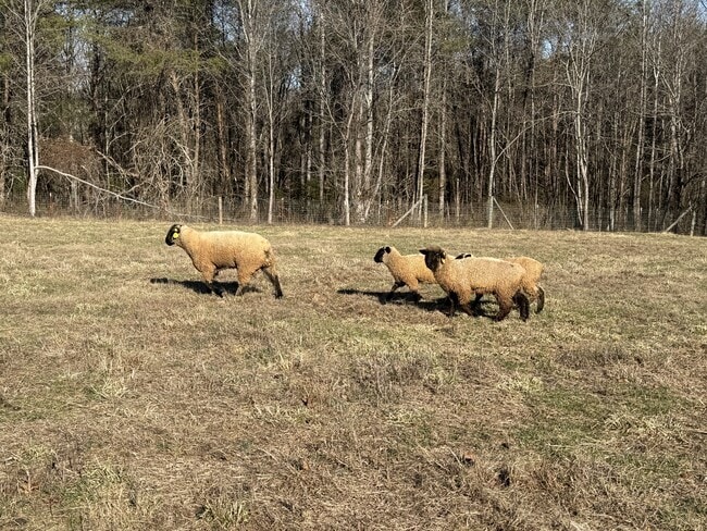 Building Photo - 3521 Mint Rd