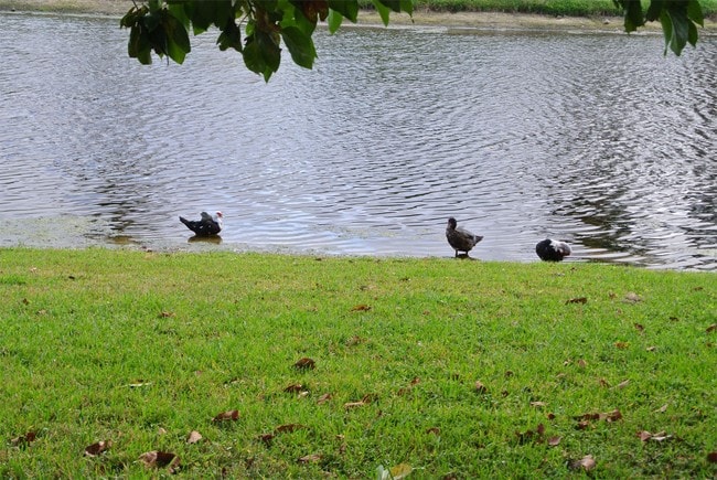 Building Photo - 6224 Country Fair Cir