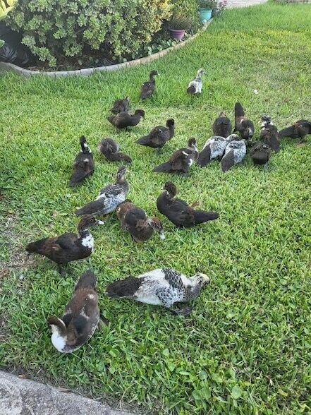 Building Photo - 237 N Hidden Tree Dr