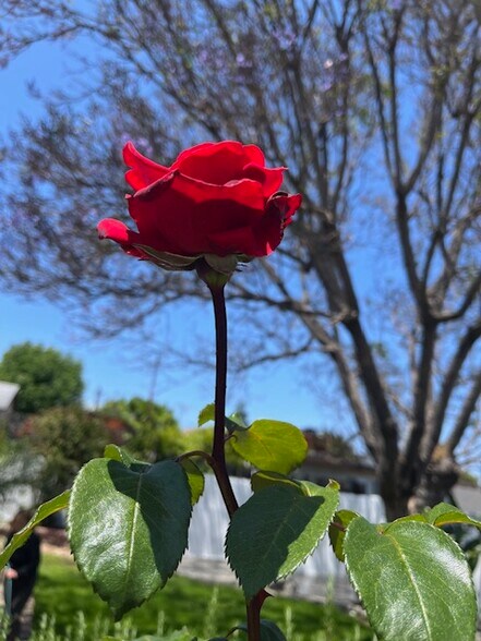Backyard Rose - 1170 W Summerland Ave