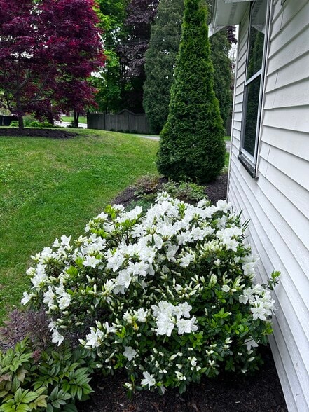 Landscaped yard - 597 S Main St