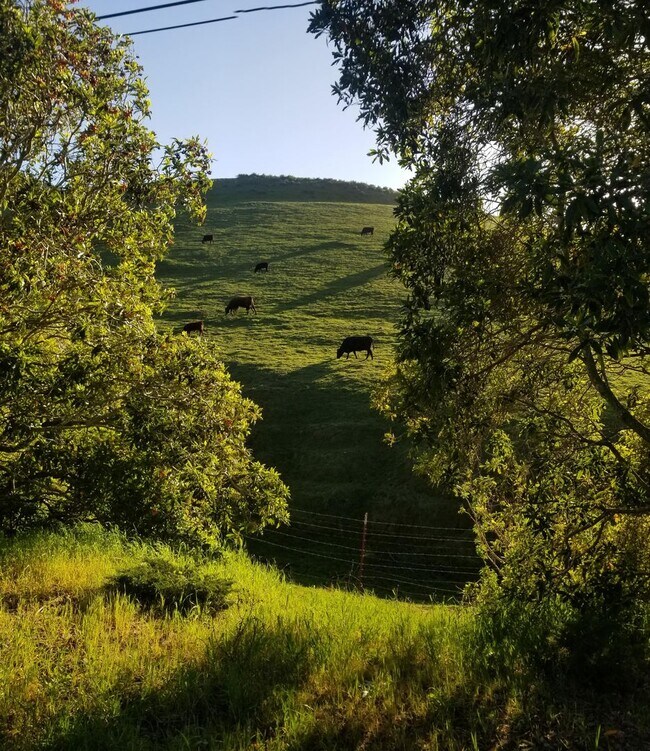 Building Photo - Immaculate 5 Bedroom 3 bath home with beautiful hill views!