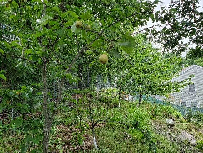 Fruit Trees in the Backyard - 118 Montclair Ave