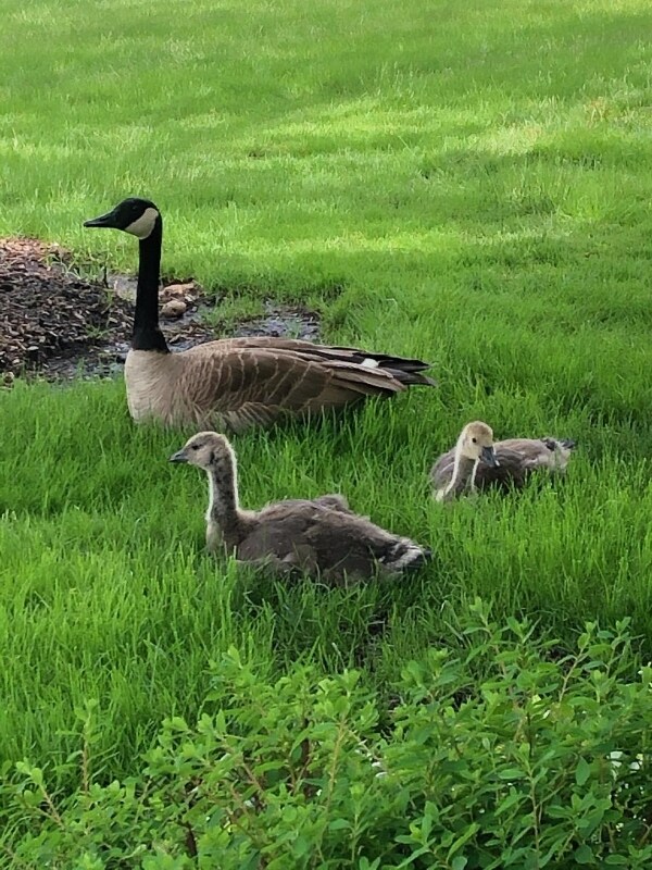 Building Photo - 725 Ripple Brook Ln