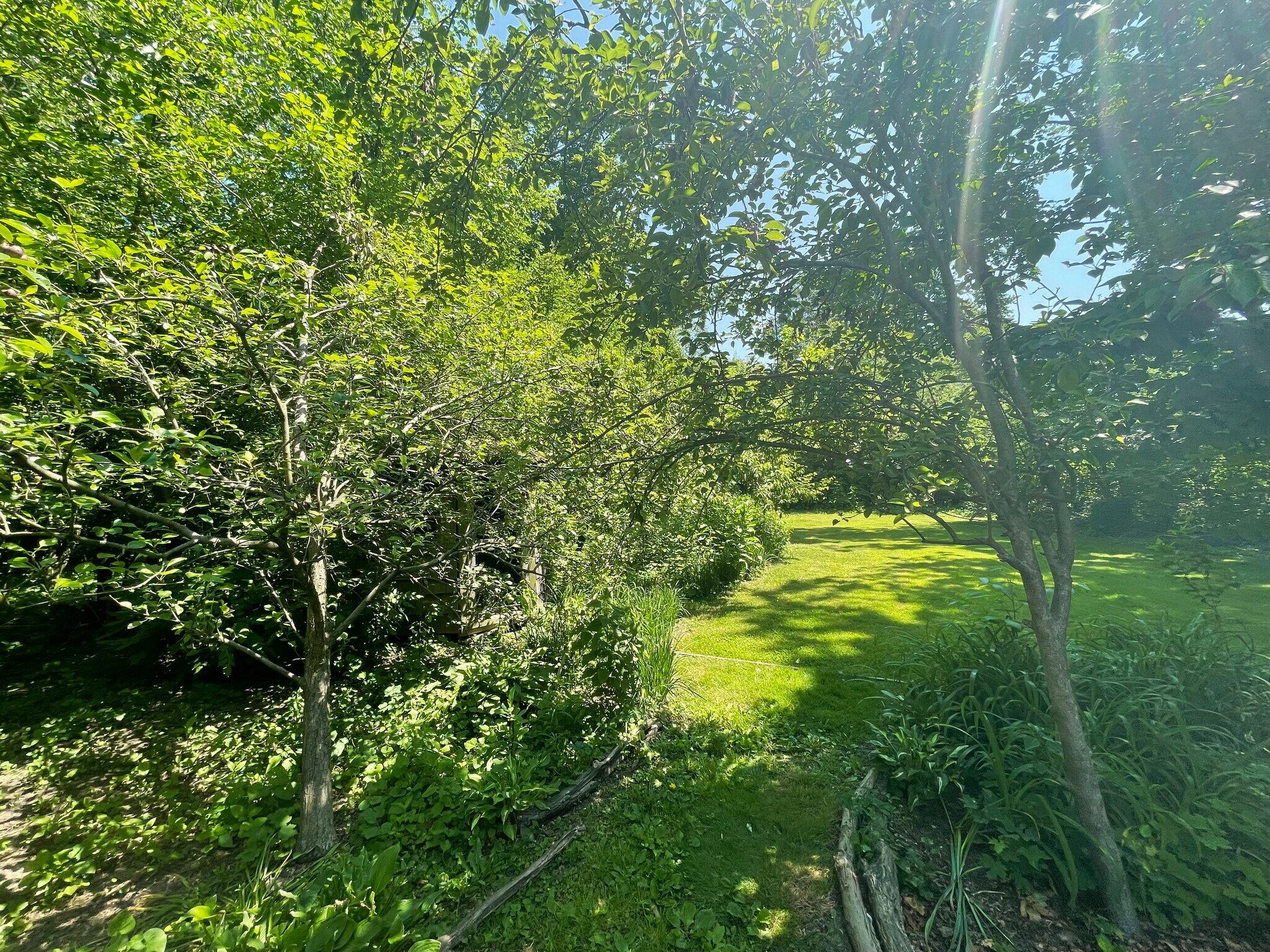 Backyard - 210 Mannion Ave