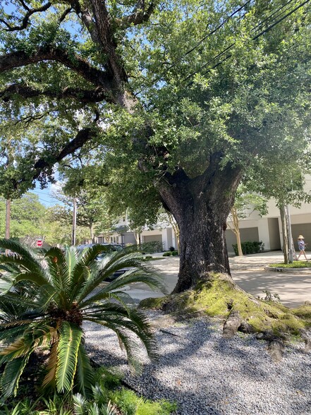 Massive Oak in front of house - 812 Branard St